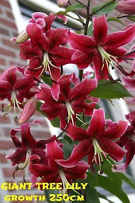 GIANT LILIUM TREE LARGE BULBS Miss Feya PERENNIAL GARDEN PLANT SUMMER FLOWERING • £10.99