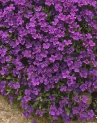 £4.49 • Buy 50 Aubrieta Royal Violet Perennial Seeds - 50 Aubretia / Aubreita Violet Seeds