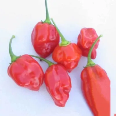 25+ Caribbean Red Habanero Hot Pepper Seeds | Non-GMO |  • $2.99