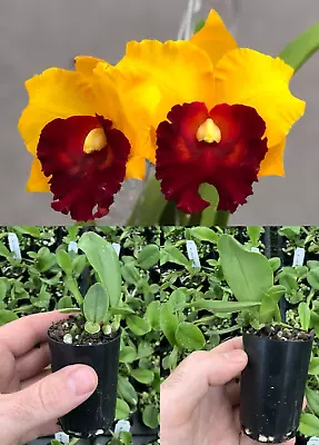 $12 • Buy RON Cattleya Orchid Rlc. Pattra Delight MERICLONE 50mm Pot Size
