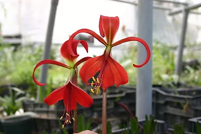 1 Mexican AMARYLLIS Sprekelia Bulbs~Aztec Lily Seed Grown • $19.99