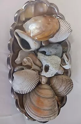 Sea Shell Lot With Scallop Edge Silver Plate Tray Beach House Bathroom Display • $12