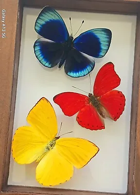 3 Real Butterflies Blue Red & Yellow Mounted Wood Double Glass 4.5 X6.5 • $75