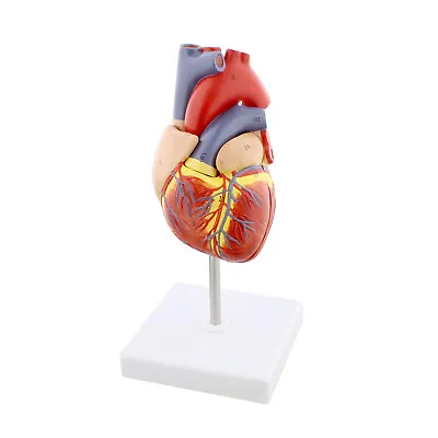 MonMed | Anatomical Heart Model 2 Part Medical Heart Human Heart Anatomy Model • $32.99