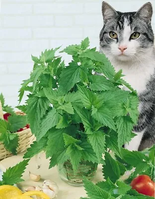 200 CATNIP SEEDS - Nepeta Cataria Cat Mint (Catswort) UK SELLER FREE POSTAGE • £2.25