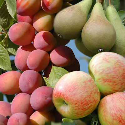 You Garden Mini Orchard Fruit Tree Collection Apple Pear & Plum Bare Root Trees • £29.99