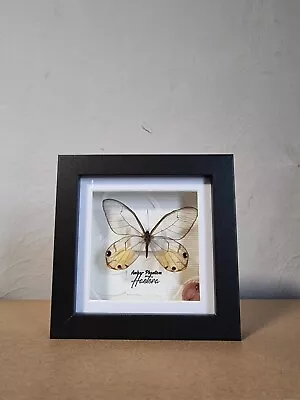 £22 • Buy Box Framed Amber Phantom Butterfly(Haetera Piera) Taxidermy, Insect Art, Gift