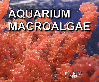 Marine Macroalgae Frag | Macro Algae | Refugium | Seahorse | Chaetomorpha Chaeto • £7.99