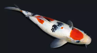 Live Koi Fish 10  Maruten Sanke Male Koibay • $139