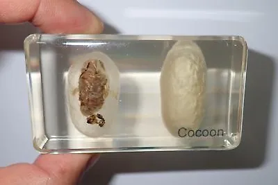 Silk Moth Cocoon In 73x40x24 Mm Amber Clear Block Name Embedded Education Aid • $18