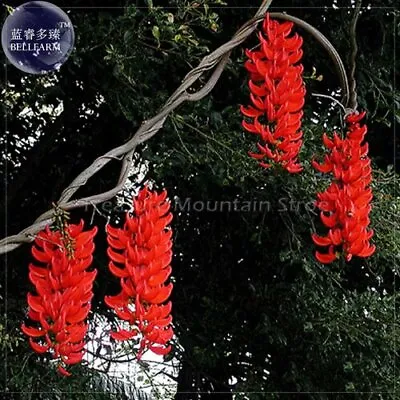 Mucuna Benettii Red Jade Vine 5 Seeds Beautiful Woody Climbing Perennial Flowers • $9.49
