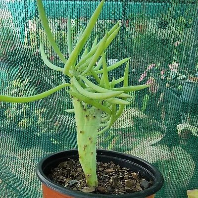 Senecio Vitalis Crest 'MERMAID TAIL'_#1 - Collector Plant • $15.95