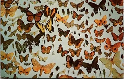 Mountain Park NC Wallace's Nature Museum Butterfly Display Postcard DQ1 • $8.79