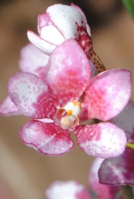 Sarcochilus Pinkhart Orchid • $20.50