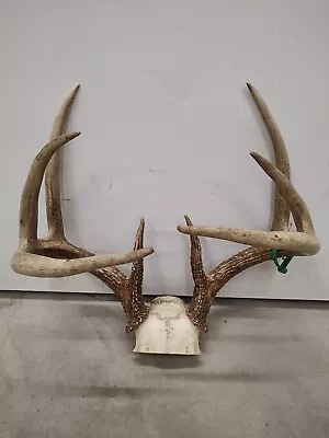 130  CLASS 8 PT WHITETAIL DEER RACK ANTLERS SKULL SHED HUNT MULE ELK Dog Chew • $89