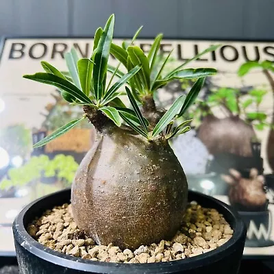 5-6cm Pachypodium Rosulatum Var. Gracilius H.Perrier Rare Tuberous Plants • $256.85