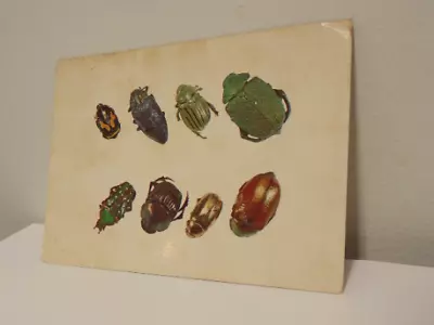 Vintage Bugs Beetle Insects Postcard Picturecard Creatures Science ClassUnused • $19