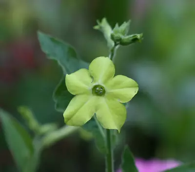 100 LIME GREEN NICOTIANA Alata Flowering Tobacco Seeds • £2.43