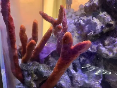Live Red Tree Sponge Filter Feeders Aquarium Reef Rock Saltwater Tank • £57