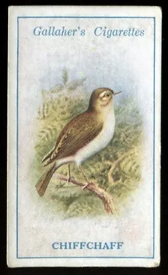 Tobacco Card Gallaher BRITISH BIRDS By GEORGE RANKIN 1923 Chiffchaff #32 • £2