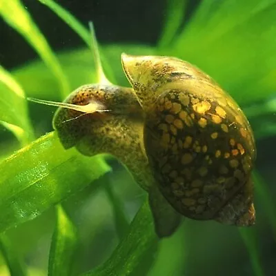 £7.99 • Buy 10 Bladder Snails - Algae Eater/Clean Up Crew- Tropical - Coldwater- Pond Snails