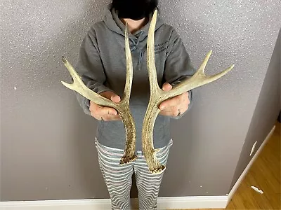 Two Mule Deer Antlers Sheds WILD IDAHO Horns Rustic Decor Dog Chews Crafts Small • $29.99
