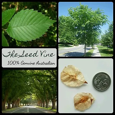 20+ AMERICAN ELM TREE SEEDS (Ulmus Americana) Shade Ornamental Evergreen Bonsai • $4