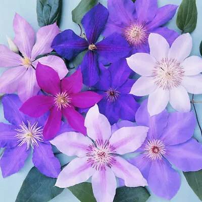 3 X Clematis Mixed Colours Large Large Flowering Climber Hardy Plant In Pot • £19.99