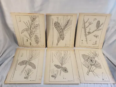 OOAK Helene Millar Guide To Southern Trees Dendrology Original Pen Ink Plate Art • $38.88