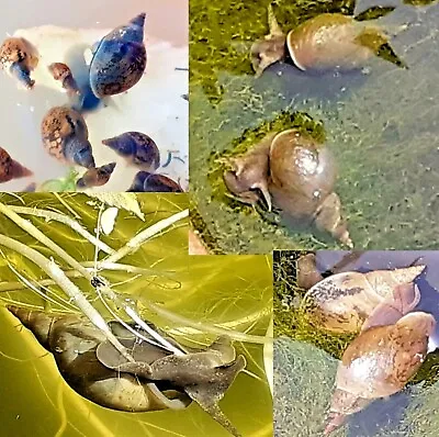£12 • Buy 10x Great Pond Snails Lymnaea Stagnalis ALGAE WEED EATING + Calcium & Watercress