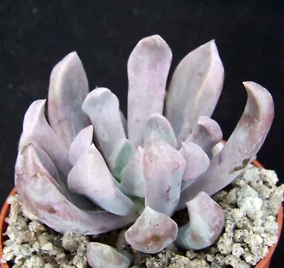 Echeveria 'Lilac Spoons' Choice 6.3cm Australian Hybrid Succulent / Cactus • £2.50