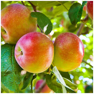 Worcester Pearmain Apple Tree 4-5ft  Ready To FruitSelf-fertile & Sweet • £24.99
