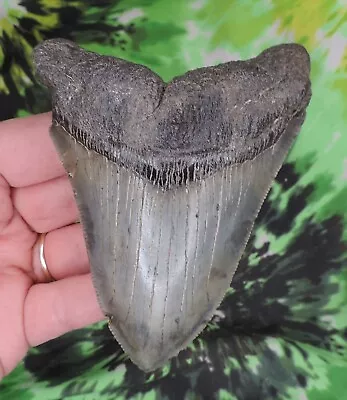 Megalodon Sharks Tooth 4 1/4  Inch NO RESTORATIONS Fossil Sharks Teeth Tooth • $17.50