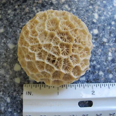 $7.95 • Buy Beautiful Tiny Mini Petit Brain Coral As Found Condition