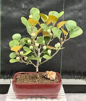 Mistletoe Fig Bonsai Tree(ficus Diversifolia) • $100.66