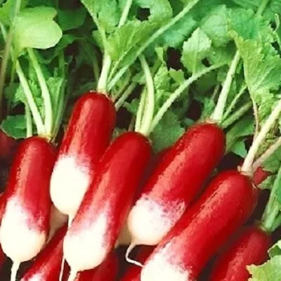 French Breakfast Radish Seeds | NON-GMO | Heirloom | Fresh Garden Seeds • $1.60