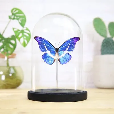 Helena Morpho Butterfly Handcrafted Entomology Taxidermy Glass Bell Jar • $118.12