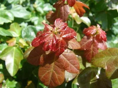 Acer  Buergerianum In 9cm Pot  Trident Maple Potential For Bonsai • £12.75