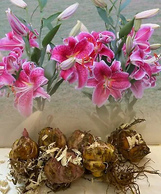 6 Stargazer Oriental Lily Bulbs Size Grade 1 Red/white Fragrant Garden Perennial • £14.99
