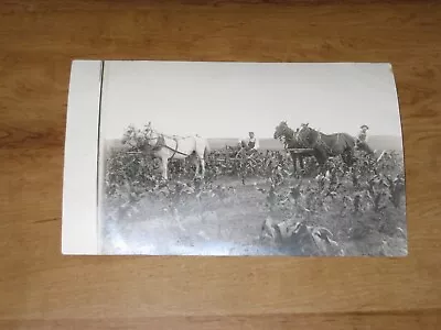 1900's RPPC-Farmers Cultivating Corn With Horse Drawn Cultivator-Real Photo • $4.95
