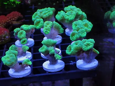 Mint Green Candy Cane Coral 5 Heads Marine Aquarium  • £25