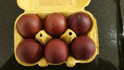 £7.50 • Buy 6 X Copper Black Maran Hatching Eggs
