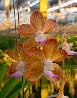 Orchid Vanda Aeromatic X Mimi Palmer Mad Happpenings Fragrant Plant • $44.95