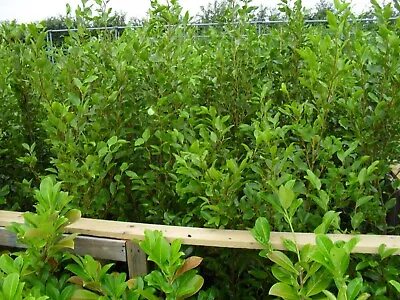 100 X 3 Ft Plus Large Griselinia Hedging Trees [laurel Alternative] See Details • £1050