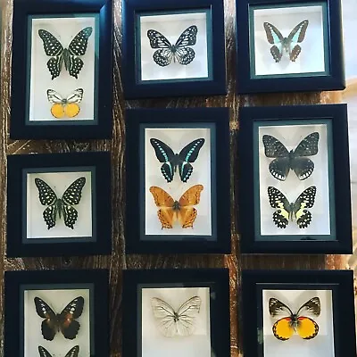 £29.99 • Buy 5 Framed Real Butterflies Two Double Insects Wall Decor Curio Gift Taxidermy