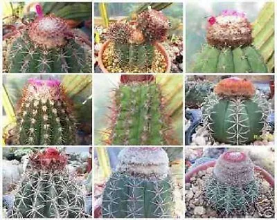 Melocactus MIXED VARIETY MIX Cacti Rare Cactus Globular Turk's Seed 1000 SEEDS • $49.99