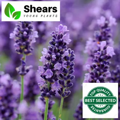 3x English Lavender Hidcote Plants Garden Perennial Hedging In Plugs • £15