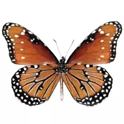 Danaus Gilippus Monarch Mimic Queen Butterfly Verso AZ Unmounted Wings Closed • $8