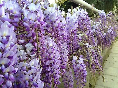 £4.79 • Buy Chinese Wisteria   Wisteria Sinensis   10 Seeds   