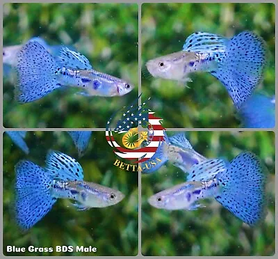 1 PAIR  - Live Aquarium Guppy Fish High Quality -  Blue Grass • $26.31